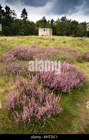 Großbritannien, England, Norfolk, die Brecks, Thetford Warren Lodge, um 1400 erbaute Wildhüter aus bewaffneten Wilderern zu schützen, später durch Warreners harves verwendet Stockfoto