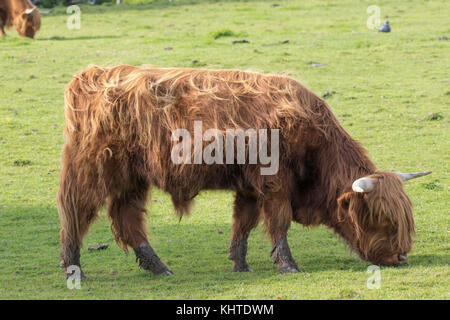 Highland Kuh, Coo, Bos taurus, Portrait in der Nähe der Weide grasen in der Sonne in der Nähe von Aberlour in Moray, Schottland. Stockfoto