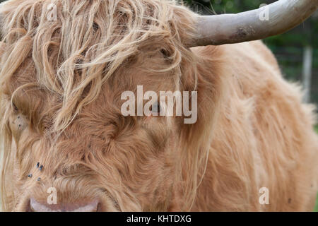 Highland Kuh, Coo, Bos taurus, Portrait in der Nähe der Weide grasen in der Sonne in der Nähe von Aberlour in Moray, Schottland. Stockfoto