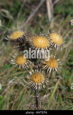 Silberdistel Blütenköpfchen aus der Art geschlagen. Stockfoto