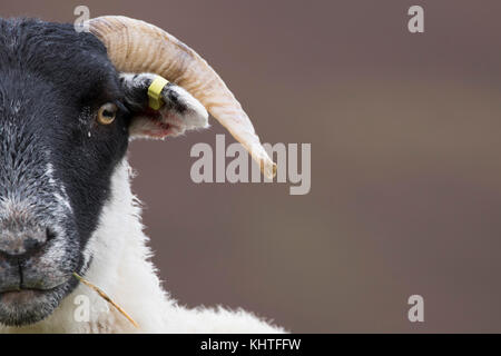 Schottische blackfaced Schaf, Ovis Aries, häusliche, Nahaufnahme, Porträt des Einzelnen und der Gruppe in den Bergen mit unscharfen Hintergrund Stockfoto