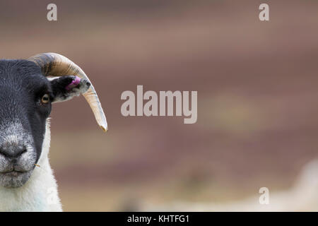 Schottische blackfaced Schaf, Ovis Aries, häusliche, Nahaufnahme, Porträt des Einzelnen und der Gruppe in den Bergen mit unscharfen Hintergrund Stockfoto