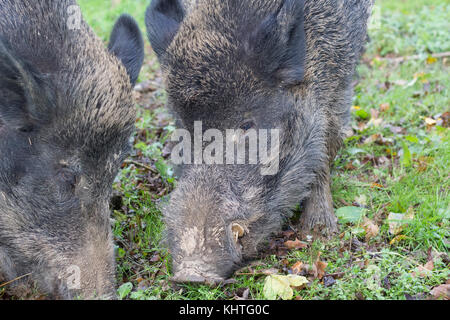 Wildschwein, Sus scrofa, Captive, Nahaufnahme, Porträt grasen in einer Birke im Herbst, Devon, England. Stockfoto