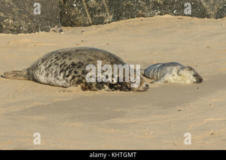 Ein neu geborener Grau seal Pup (halichoerus grypus) am Strand in der Nähe von seiner Mutter ruht bei horsey, Norfolk, Großbritannien. Stockfoto