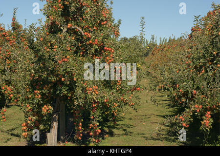 Braeburn Apple Orchard in ländlichen Neuseeland Stockfoto