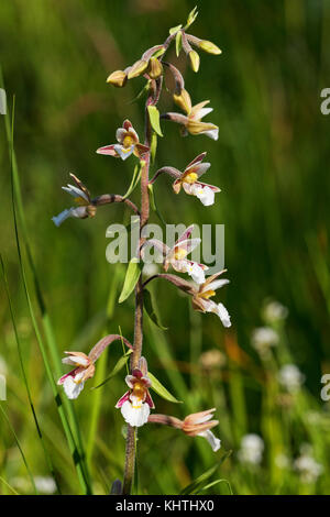 Epipactis palustris (Marsh helleborine) in der Nähe von Lost River Dretulja, Kroatien Stockfoto