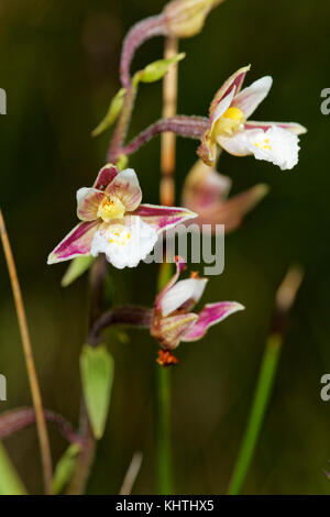 Epipactis palustris (Marsh helleborine) in der Nähe von Lost River Dretulja, Kroatien Stockfoto