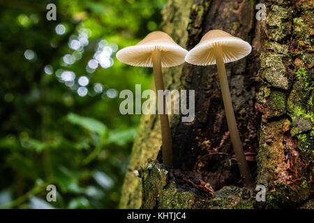 Twin Pilze wachsen auf einem alten Baumstamm Stockfoto