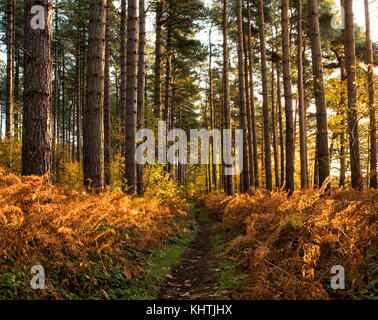 Morgenlicht im Sherwood Forest in Blidworth, Nottinghamshire England Stockfoto