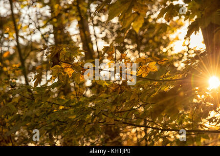 Morgenlicht im Sherwood Forest in Blidworth, Nottinghamshire England Stockfoto