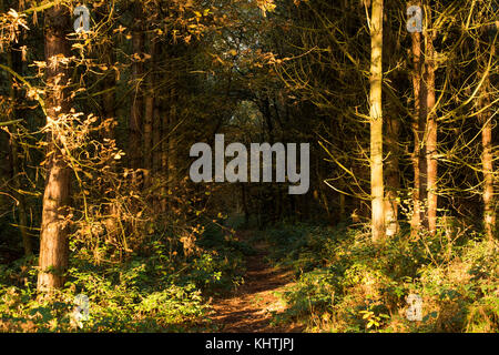 Morgenlicht im Sherwood Forest in Blidworth, Nottinghamshire England Stockfoto