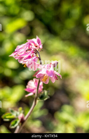 Zartes Rosa Akelei Blumen auf der sonnigen Wetter. schönen Sommer Hintergrund. kopieren. Stockfoto