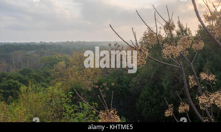 Nebel über Wald mit Ast im Vordergrund. Stockfoto