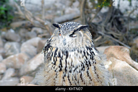 Eurasischen weiß - Uhu (Bubo bubo) auf dem Monte calomorro, Andalusien, Spanien. Stockfoto