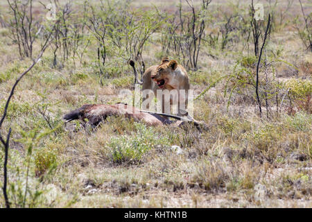 Löwe mit Antilopen Stockfoto