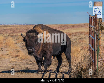 Bison, Herbst, Rocky Mountain Arsenal National Wildlife Refuge, Commerce City, Colorado. Stockfoto