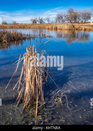 See Ladora, Herbst, Rocky Mountain Arsenal National Wildlife Refuge, Commerce City, Colorado. Stockfoto