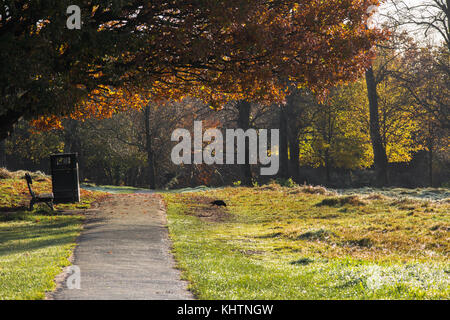 Royal Tunbridge Wells Common; am frühen Morgen Sonnenaufgang an einem frostigen Sonnenaufgang im Herbst Winter mit Sitzbank und Pfad in die Stadt führenden. Bäume im Herbst sonnig Stockfoto