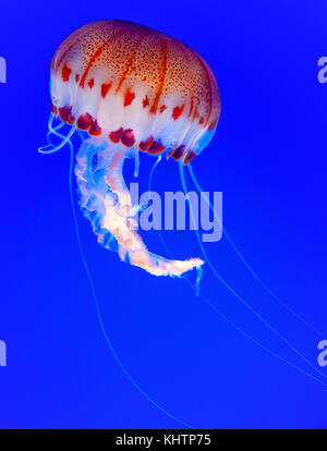 Eine auffallende Jpurple-gestreiften Ellyfish (Chrysaora Colorata) an das Monterey Bay Aquarium, CA USA Stockfoto