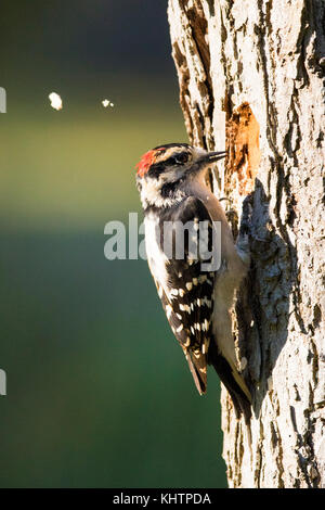 Männliche Downy Woodpecker Stockfoto