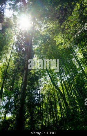 Tsumago Magone Trail Japan Stockfoto