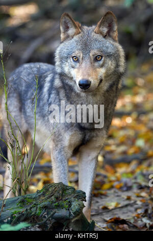 Timber Wolf Jagd in den Wald Stockfoto