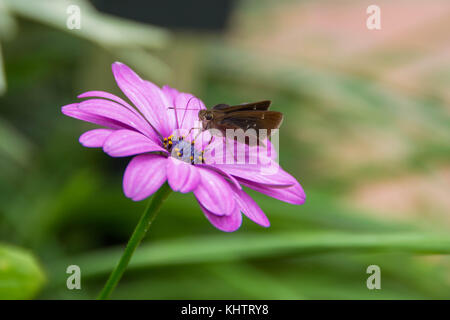 Eine Motte über eine purpurrote Blume posing Stockfoto