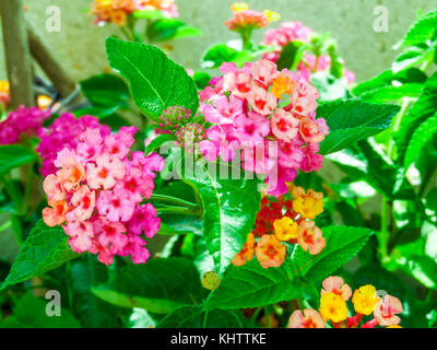 Bunte Lantana camara Mix light pink orange Weiß magenta im eigenen Garten Stockfoto