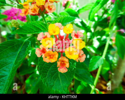 Bunte Lantana camara Mix light pink orange Weiß magenta im eigenen Garten Stockfoto