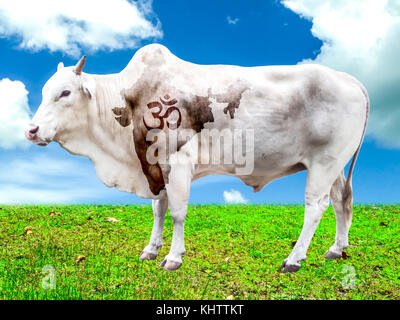 Kuh mit Indien Karte und Hindi Wort OM stehen im Feld segnen und klaren Himmel Stockfoto