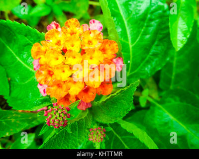 Lantana camara bunte Zweifarbig blühen im Garten Stockfoto