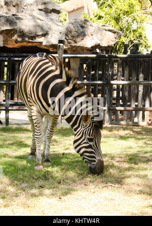 Nahaufnahme single zebra Portrait im Zoo thailand Stockfoto