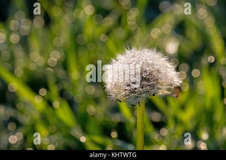 Tau auf Löwenzahn Samen Kopf oder Uhr, mit Platz für Text oder kopieren. Stockfoto