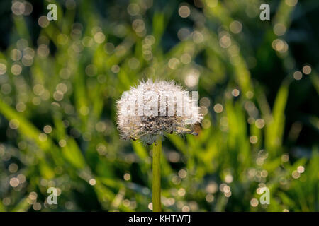 Löwenzahn Samen Kopf mit Tautropfen. Stockfoto