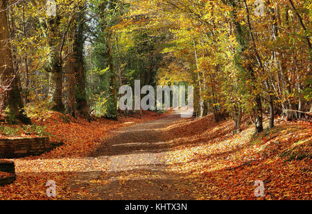 Herbst Szene entlang einem Reitweg in der Chiltern Hills in England mit Laub auf der Straße Stockfoto