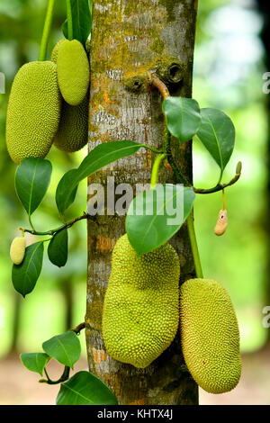 Die jackfrucht (artocarpus Heterophyllus) Stockfoto