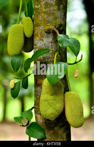 Die jackfrucht (artocarpus Heterophyllus) Stockfoto