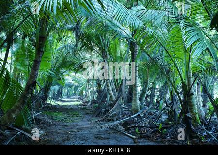 Ein Pfad in einem tropischen Wald von Sao Tome und Principe Stockfoto