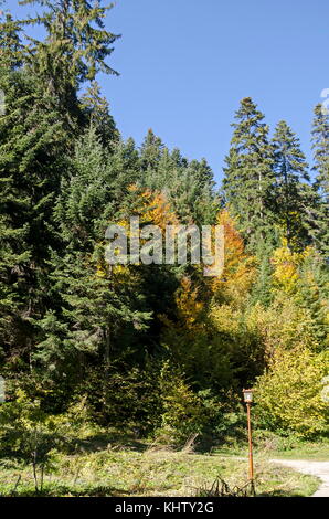 Tsarska oder Royal bistriza Park für Ruhe und mit verschieden Bäume im ehrwürdigen herbstlichen Wald in der Nähe Resort borovets Rila Gebirge gehen, Bulga Stockfoto