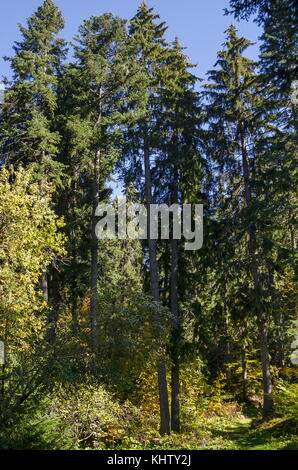 Tsarska oder Royal bistriza Park für Ruhe und mit verschieden Bäume im ehrwürdigen herbstlichen Wald in der Nähe Resort borovets Rila Gebirge gehen, Bulga Stockfoto