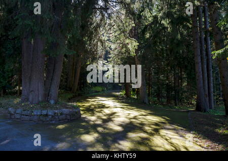 Tsarska oder Royal bistriza Park für Ruhe und mit verschieden Bäume im ehrwürdigen herbstlichen Wald in der Nähe Resort borovets Rila Gebirge gehen, Bulga Stockfoto