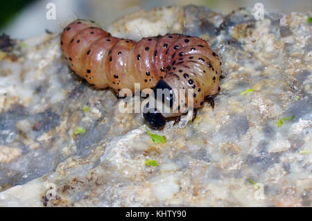 Dicke rosa Caterpillar apamea monoglypha Close-up. Stockfoto