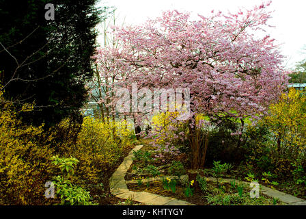 Frühling Blumen in einem Garten im Frühjahr Stockfoto