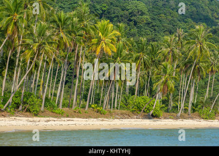 Palmen am tropischen Strand auf Koh Kood Insel in Thailand Stockfoto