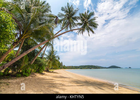Palmen auf wunderschönen tropischen Strand auf Koh Chang Insel in Thailand. Stockfoto