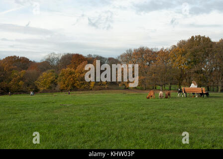 Hampstead Heath/Parliament Hill Felder, mit herbstlichen Farben. Ein Hund Walker ruht auf einer Bank mit Hunden umgeben. Stockfoto