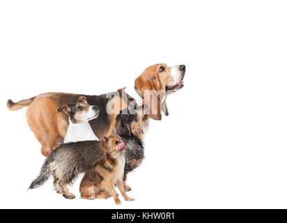 Verschiedene kleine Hunde warten auf Essen, optional Stockfoto