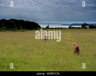 Irish Red Setter in der Sonne auf einer Wiese mit Blick auf Tenby Stockfoto