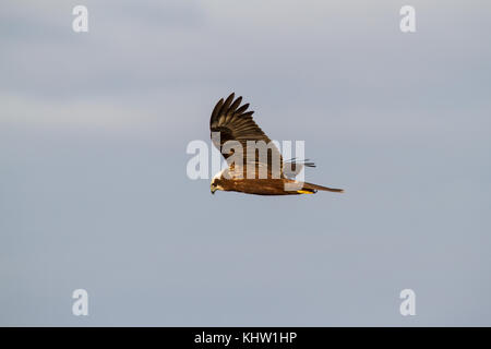 Eine westliche Rohrweihe (Circus aeruginosus) auch als eurasischen Rohrweihe oder nur Rohrweihe Jagd Beute bekannt. Stockfoto