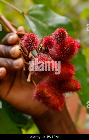 Die rote Frucht des Baumes Lippenstift in Costa Rica Stockfotografie